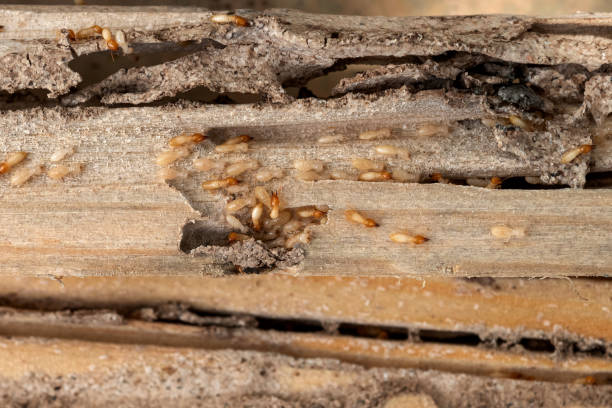 Best Cockroach Control Services  in Riviera Beach, FL